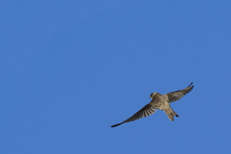 Hirondelle de rivage